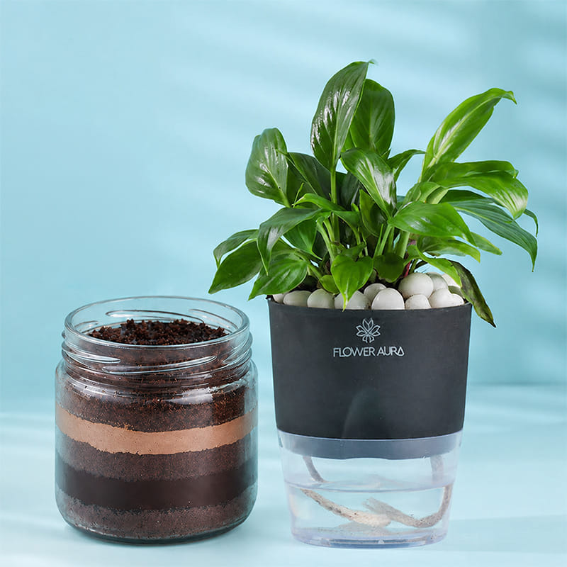Peace Lily with Chocolate Jar Cake Delight